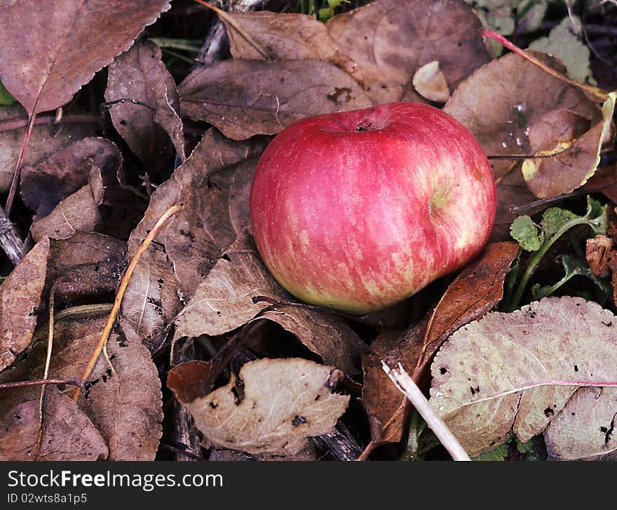 Red Apple On A Dry Leafs