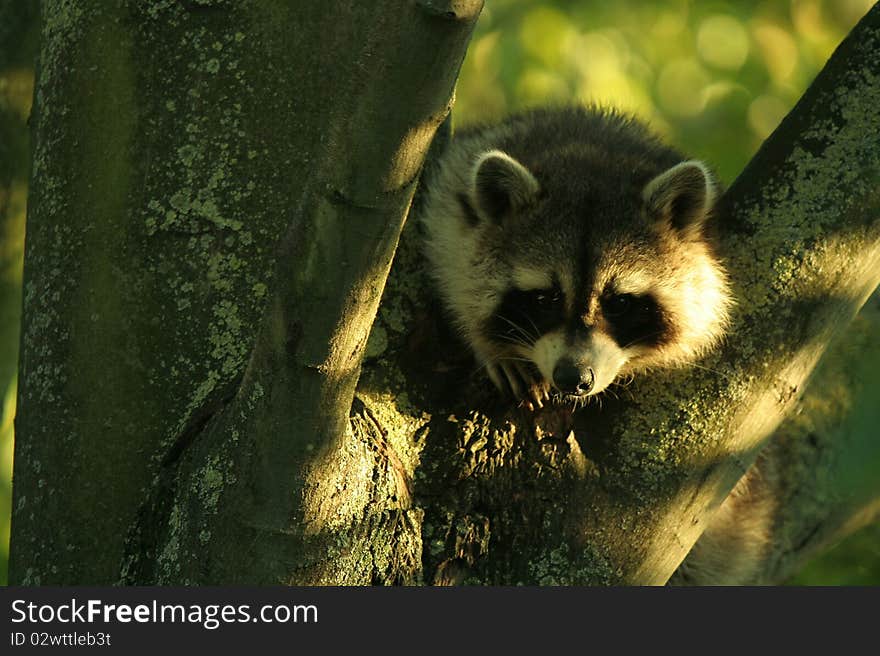 A Raccoon is staring at what is happening under the tree. A Raccoon is staring at what is happening under the tree.