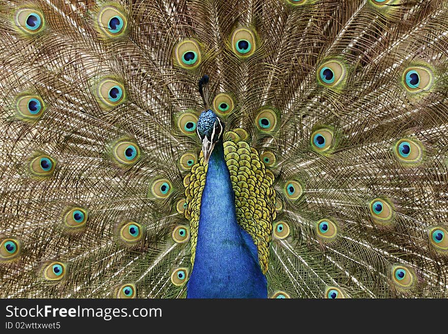 Beautiful spread of a peacock