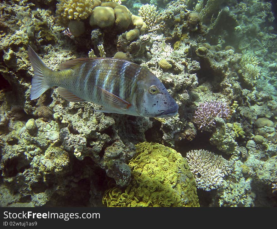 Colorful fish swimming next to a reef