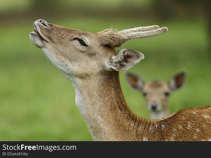 Beautiful fallow deer