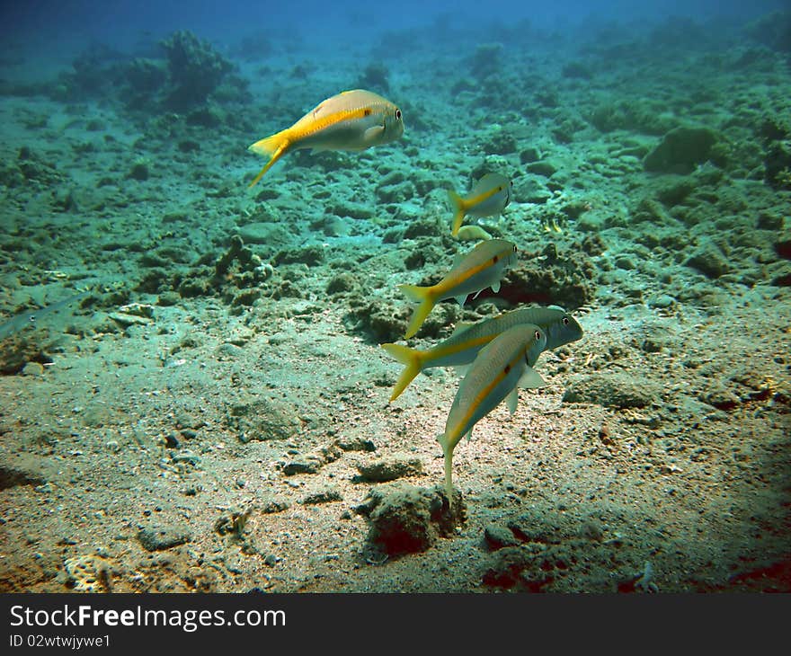 Pack of fish with yellow line. Pack of fish with yellow line