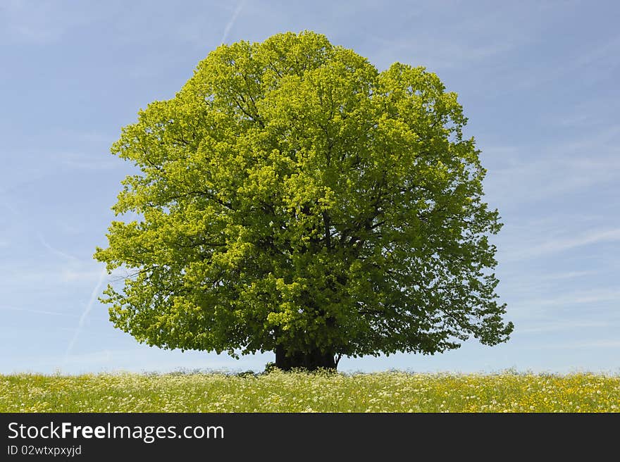 Single tree isolated on blue sky at springtime