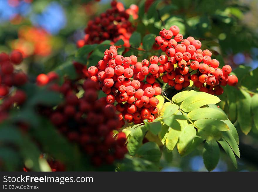 Branch of a mountain ash with ripe berries