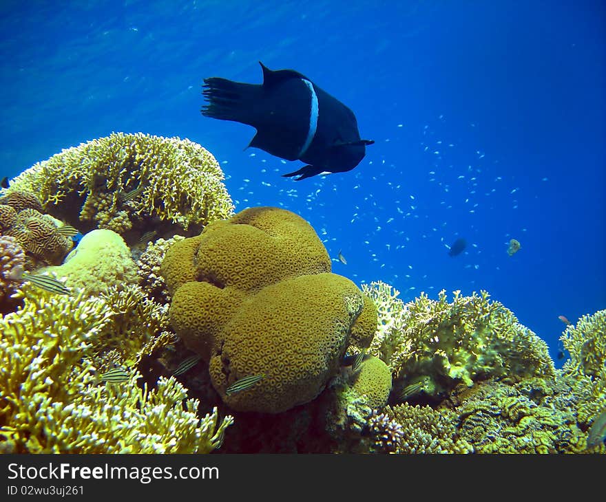 Clown coris near tiny fish and beautiful corals