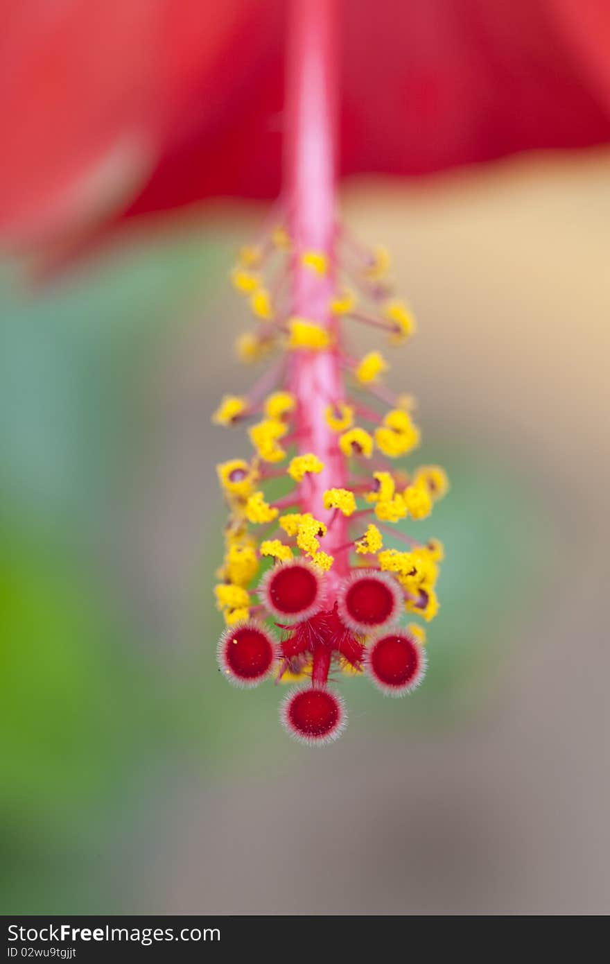 Pretty plants and flowers in park.