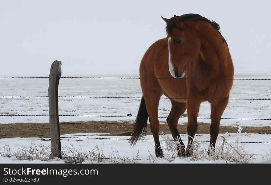 This is a beautiful brown mare that came over to the fence while I was taking her picture. She was absolutely beautiful. This is a beautiful brown mare that came over to the fence while I was taking her picture. She was absolutely beautiful.