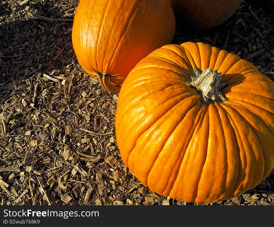 Two large pumpkins lying on ground