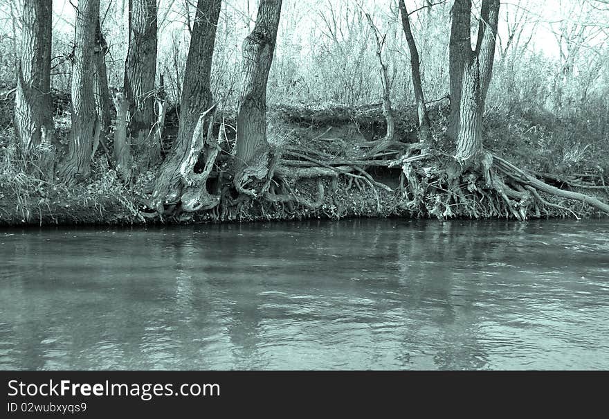 Trunks of trees at the river with a cold shade