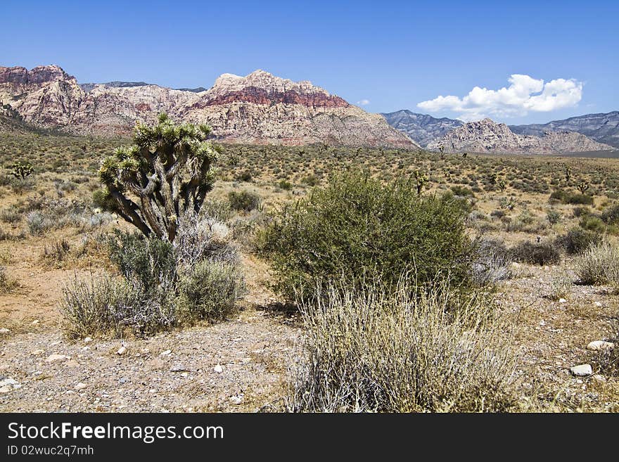 Joshua tree