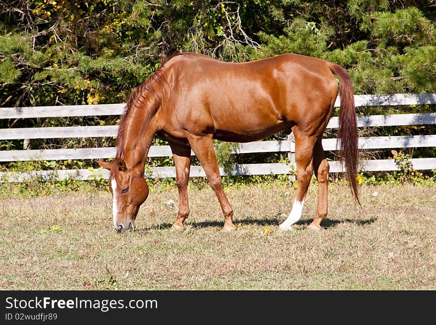 Strong Stallion Grazing