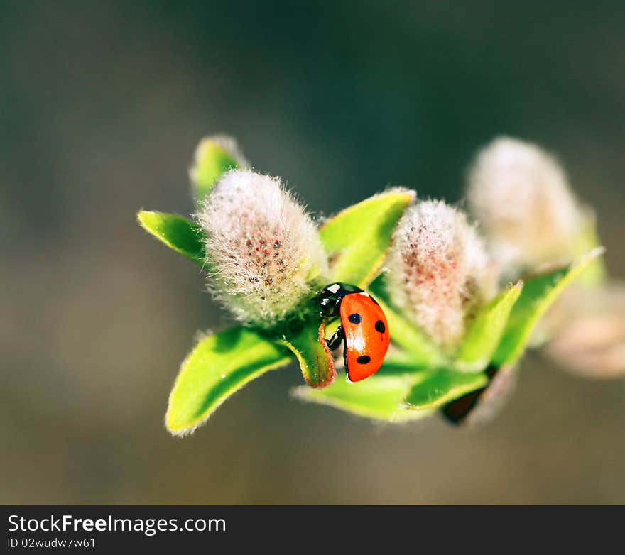 Spring red ladybird on the fluffy pussywillows. Spring red ladybird on the fluffy pussywillows