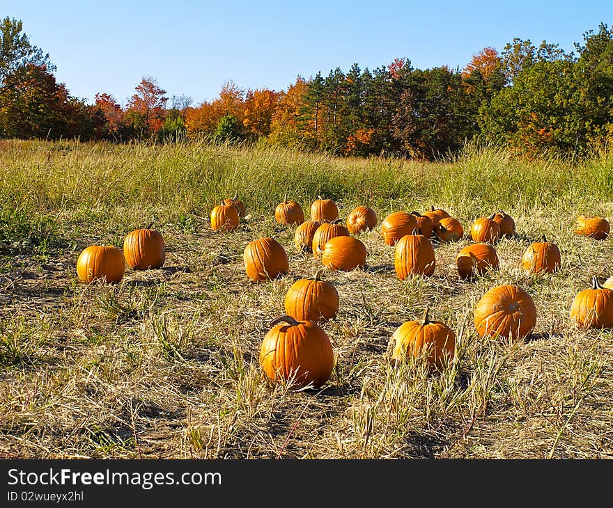 Field of pumpkins with fall foliage in background. Field of pumpkins with fall foliage in background