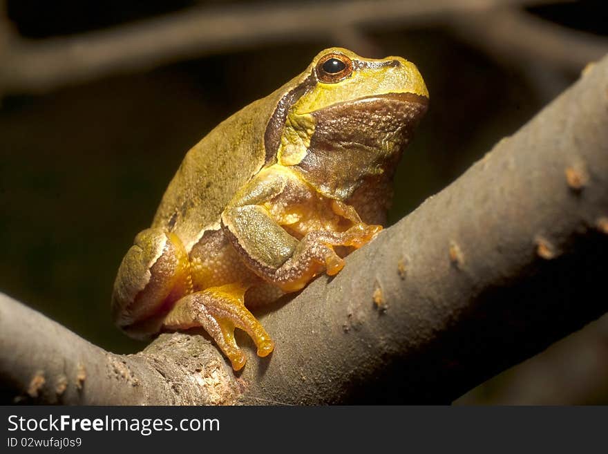 Green Tree Frog on a branch (Hyla arborea). Green Tree Frog on a branch (Hyla arborea)