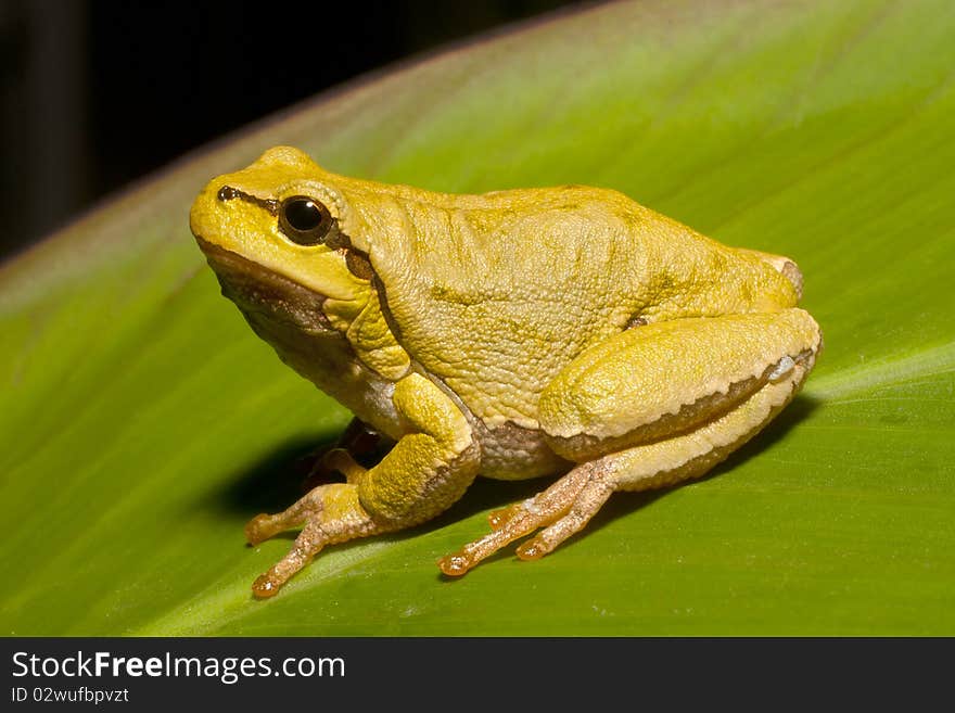 Green Tree Frog on a green leaf (Hyla arborea). Green Tree Frog on a green leaf (Hyla arborea)