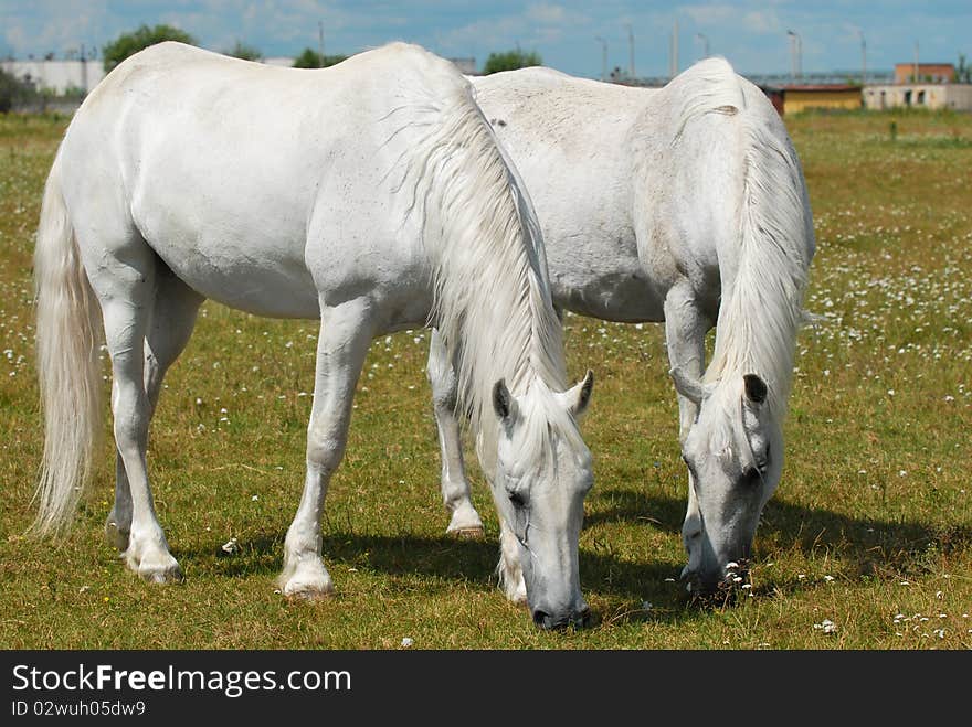 Two horses on the meadow grazing