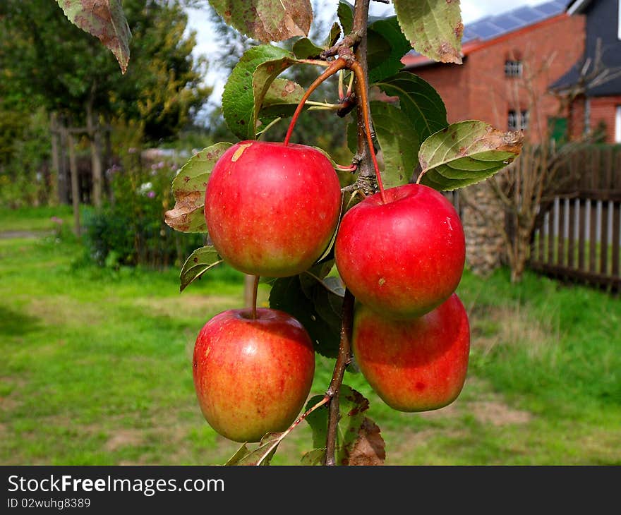 Red Apples