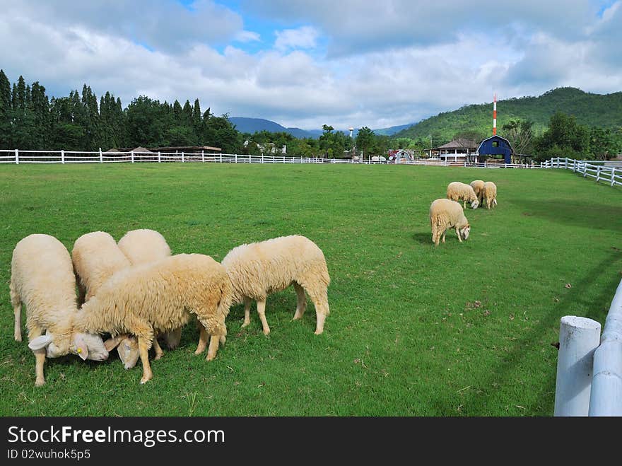 In morning fight of sheep for exercise,Thailand. In morning fight of sheep for exercise,Thailand