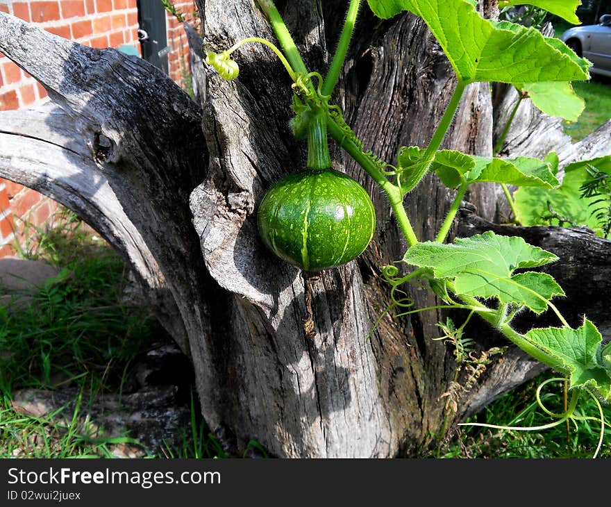 A small green pumpkin in the garden. A small green pumpkin in the garden