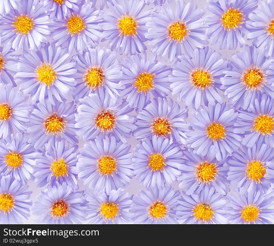 Small purple chrysanthemums