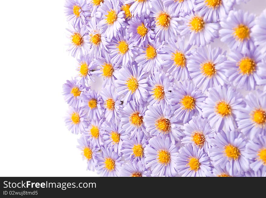 Small purple chrysanthemums