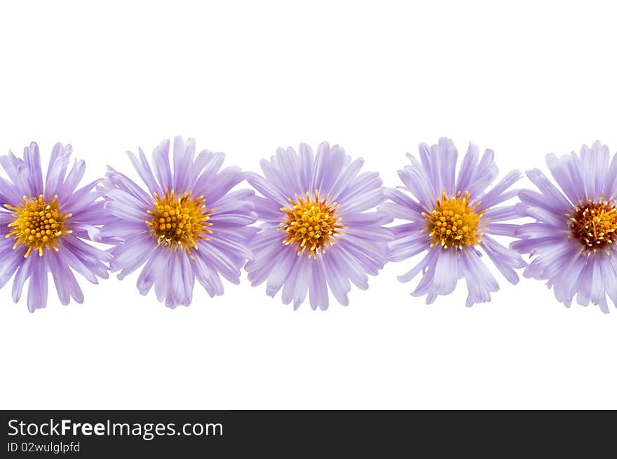 Chrysanthemum lilac on a white background