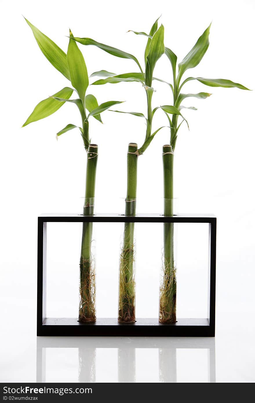 Bamboo plants in test tubes