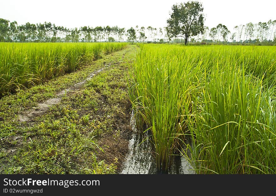 Paddy rice in field, Bangkok Thailand. Paddy rice in field, Bangkok Thailand