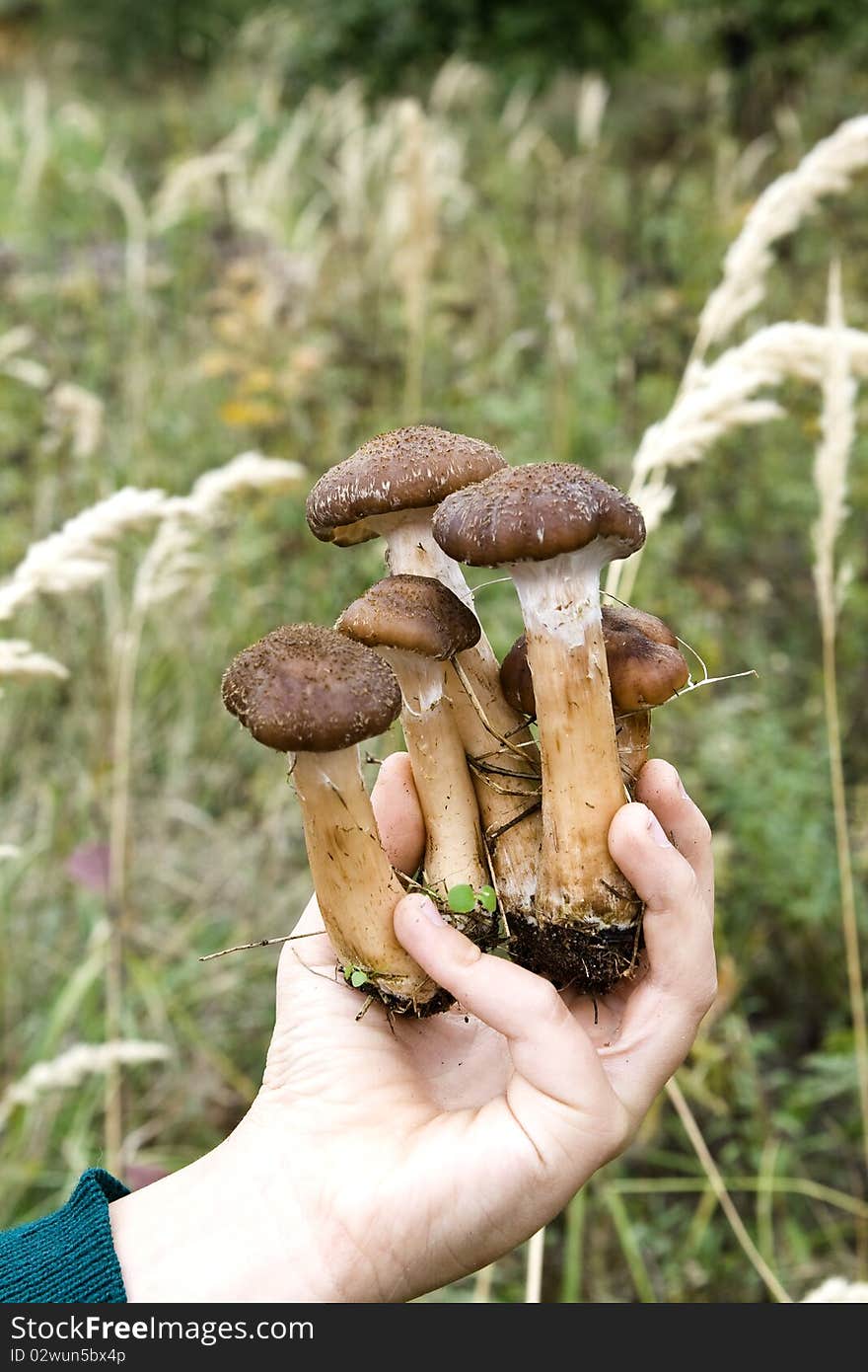 Fall mushrooms in his hand against the grass. Fall mushrooms in his hand against the grass.