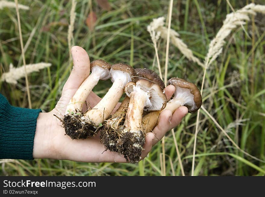 Forest mushrooms are on hands. Forest mushrooms are on hands.