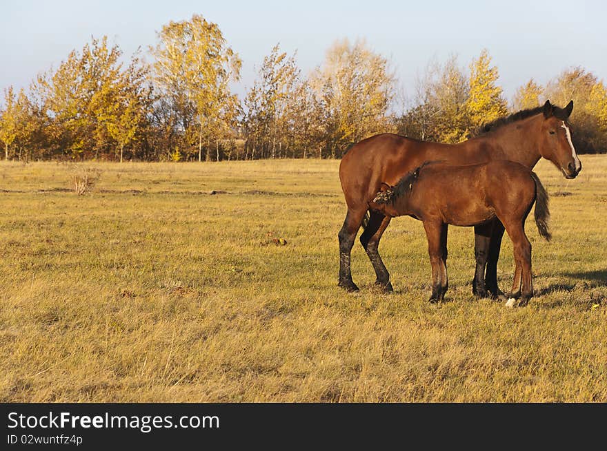 Young horse drinking milk from his mother