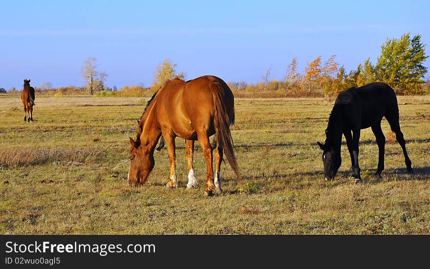 Beautiful horses, against the backdrop of autumn forest