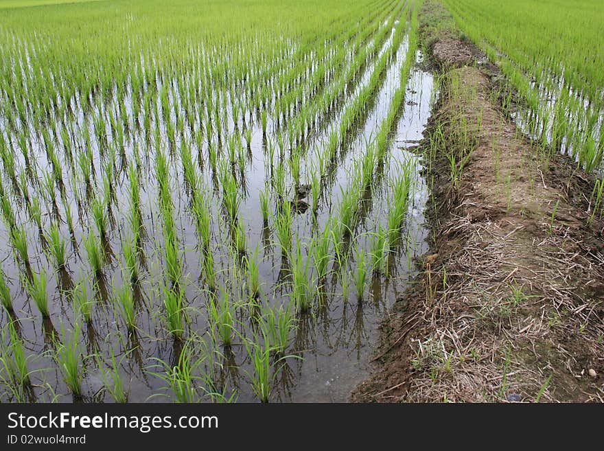 Rice seedlings grown in the field. Rice seedlings grown in the field