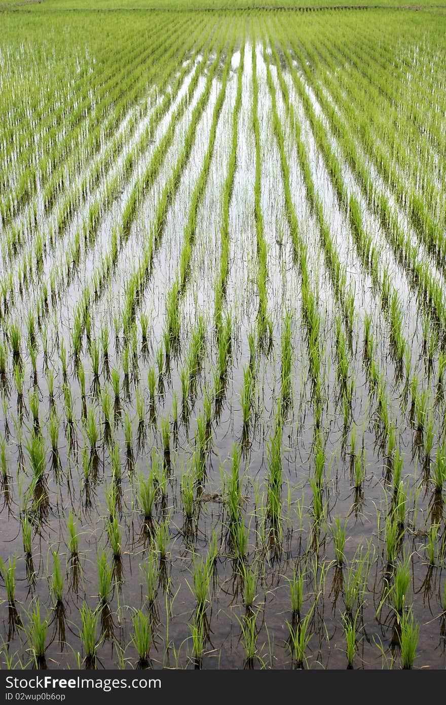 Rice seedlings grown in the field. Rice seedlings grown in the field