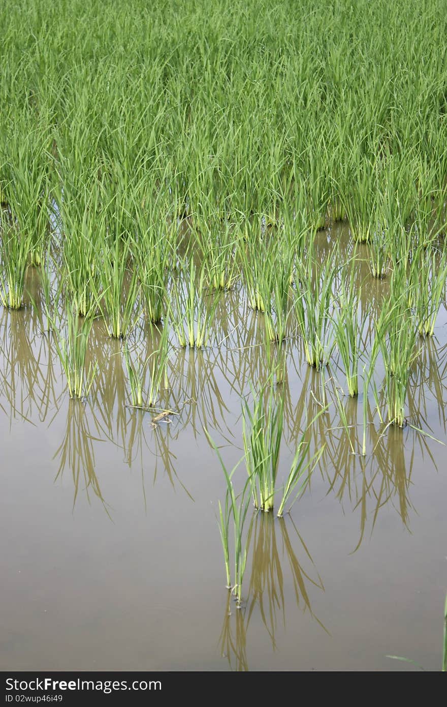 Rice seedlings grown in the field. Rice seedlings grown in the field