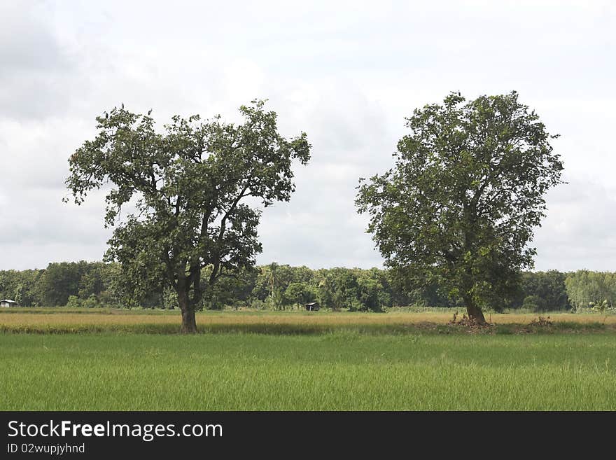 From two trees side by side together in the middle of the field. From two trees side by side together in the middle of the field.