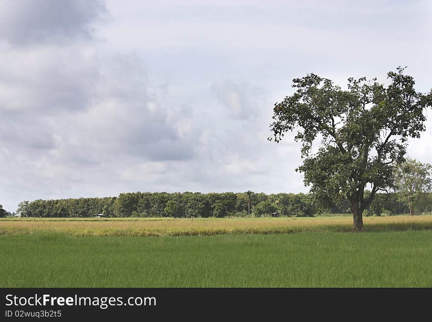 Medium tree