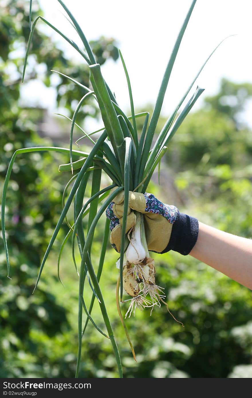 Onion in woman`s hands, fresh and ready for food preparation. Just picked from garden.