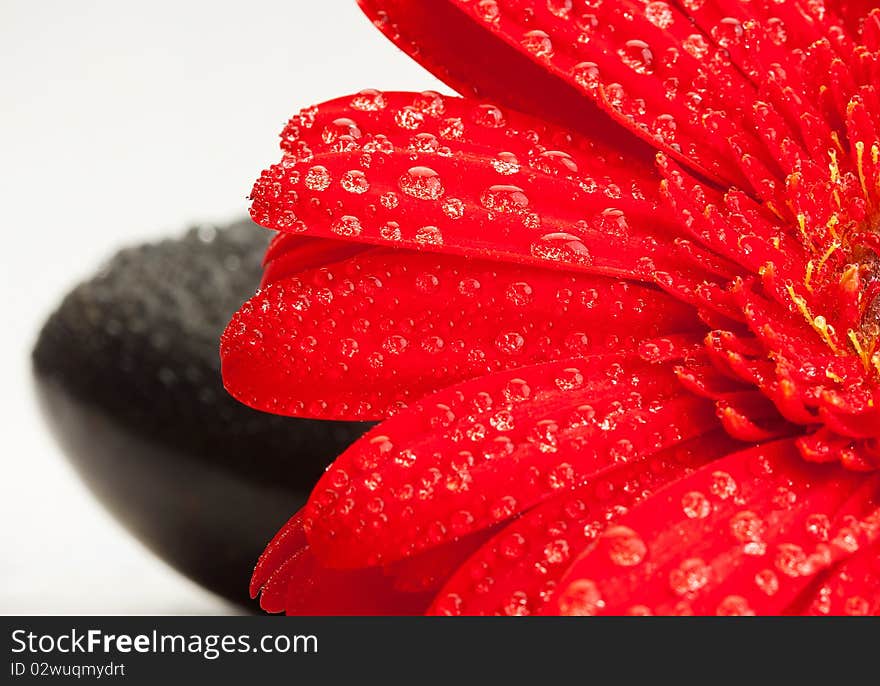 Water drops on a red gerber daisy and pebbles. Water drops on a red gerber daisy and pebbles