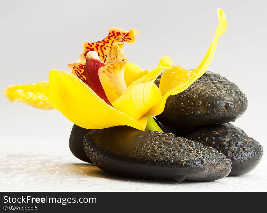 Still life with yellow orchid flower on rock