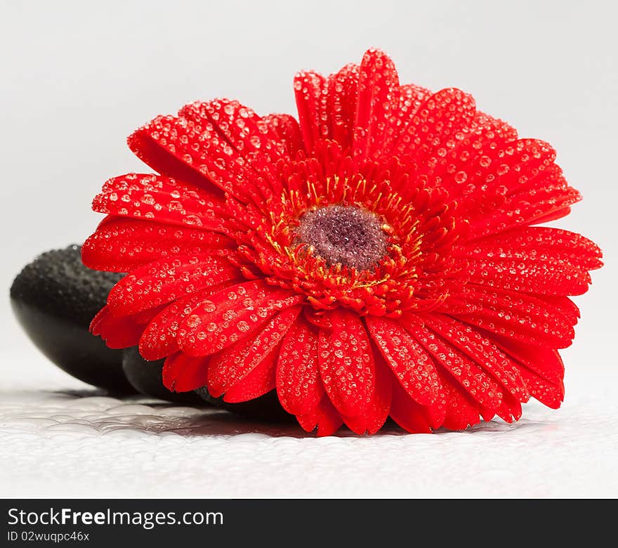 Red gerber daisy and pebbles isolated on white - spa concept