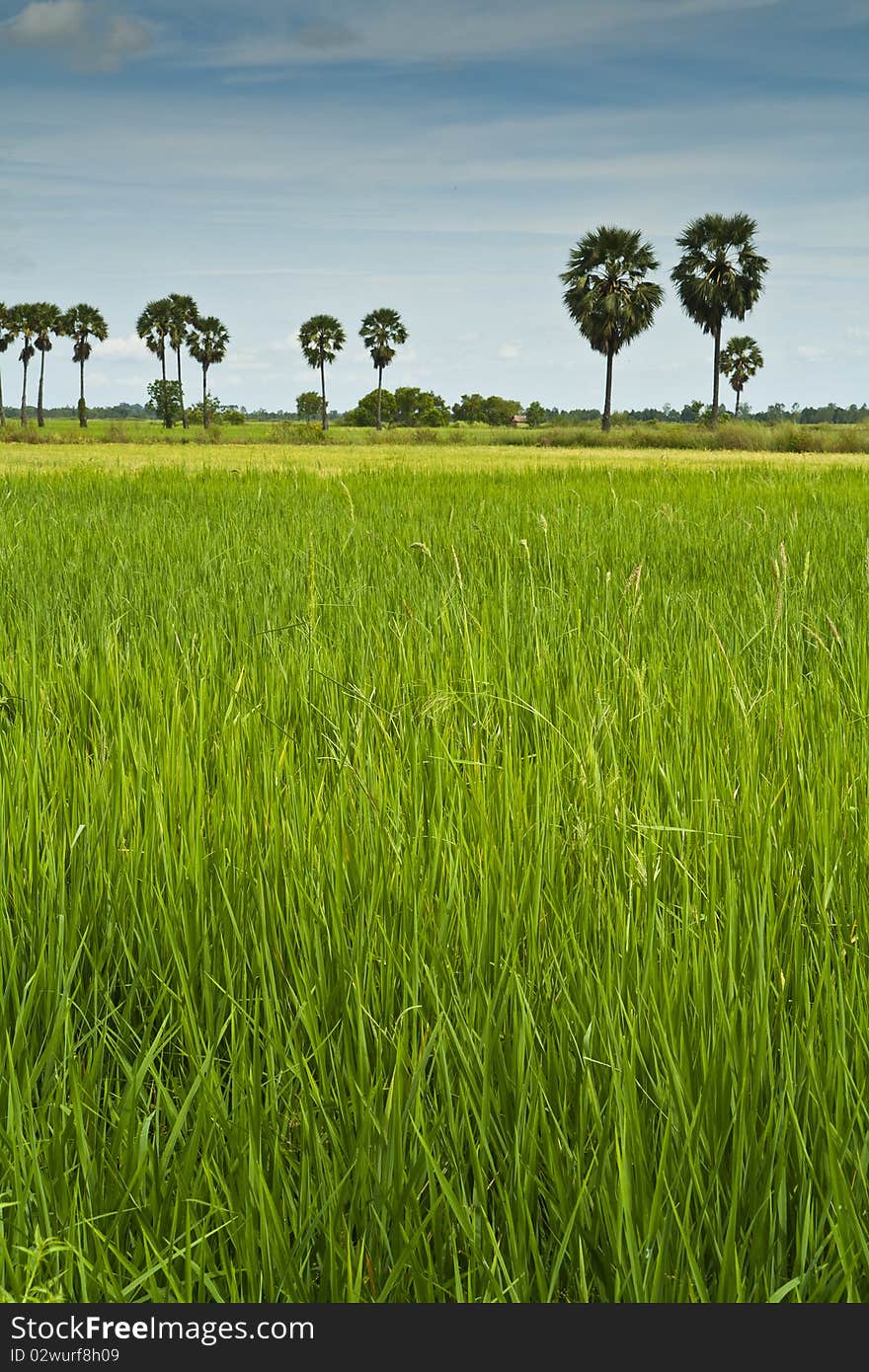 Paddy rice in field, Bangkok Thailand. Paddy rice in field, Bangkok Thailand