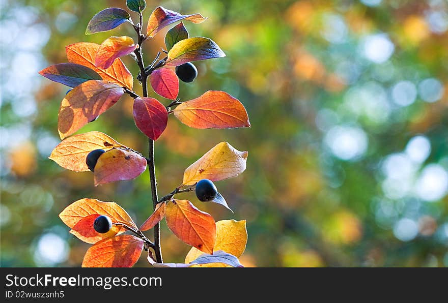 Red-yellow leaves and berries on a natural background. Red-yellow leaves and berries on a natural background.