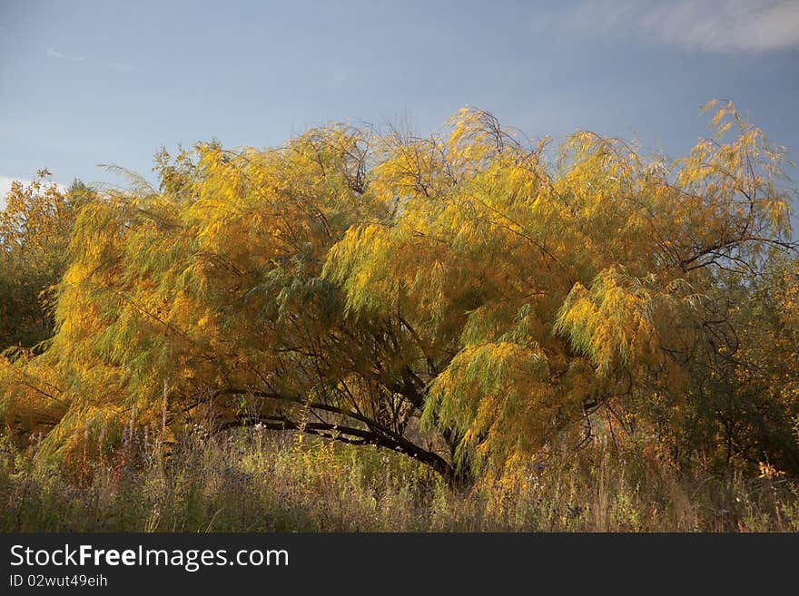 Autumn landscape