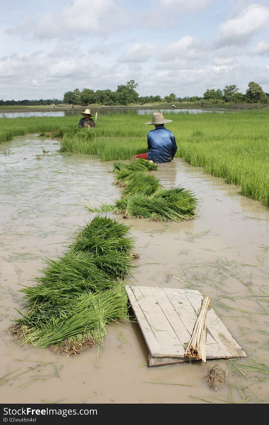 Rice seedlings to help us on to the next Dmnr. Rice seedlings to help us on to the next Dmnr.