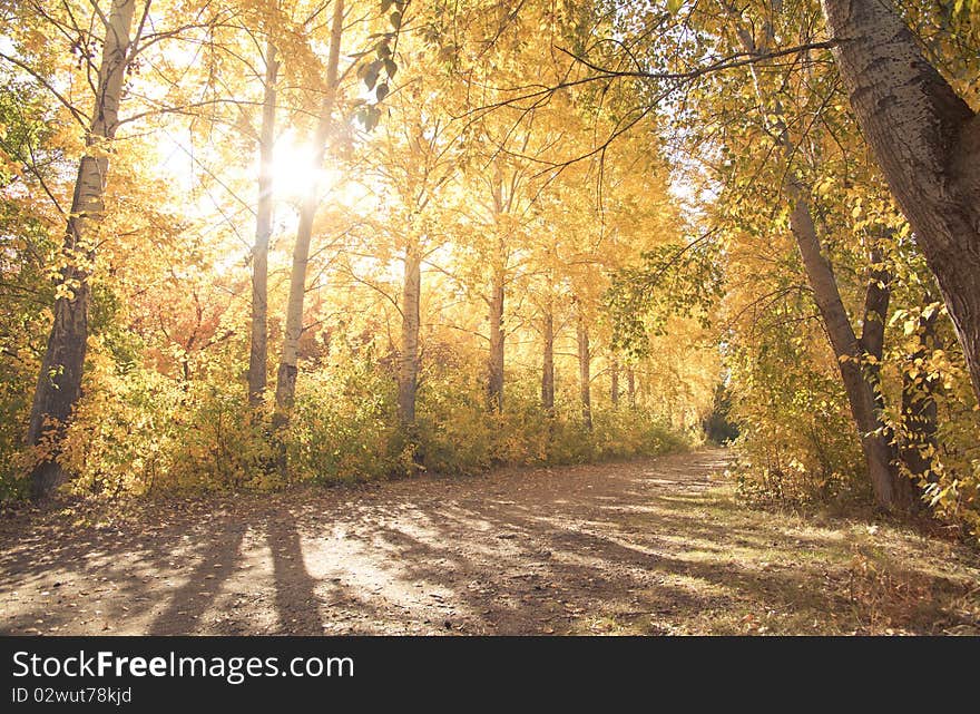 Autumn landscape