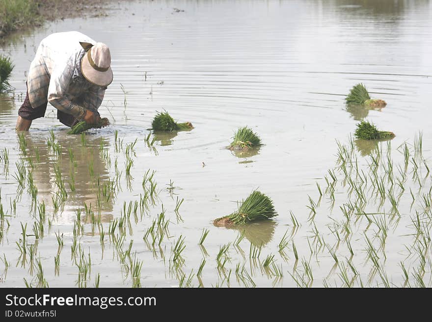 Transplant Rice Seedlings 1