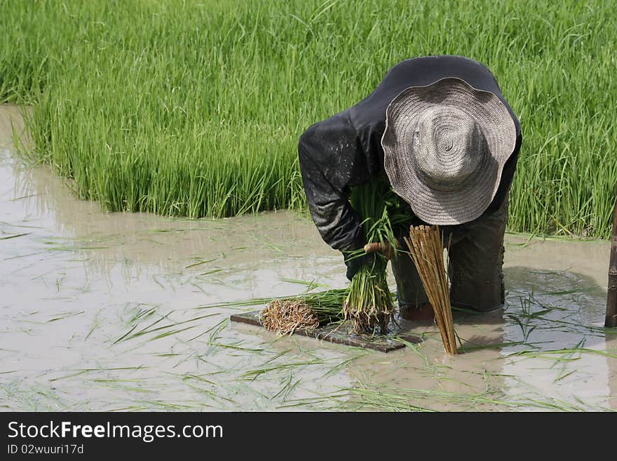 Rice seedlings to help us on to the next Dmnr. Rice seedlings to help us on to the next Dmnr.