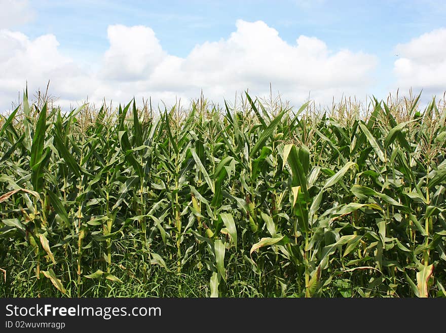 Farm corn harvest is waiting for the results