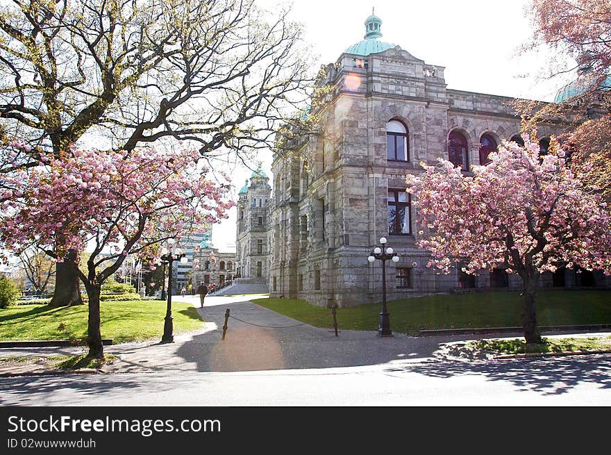 Canada parliament building in spring time, cherry blooming infort.